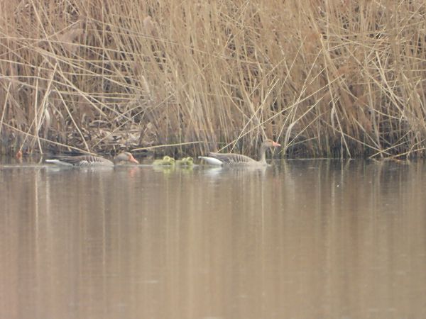 gęgawa  - Arek Szypicyn