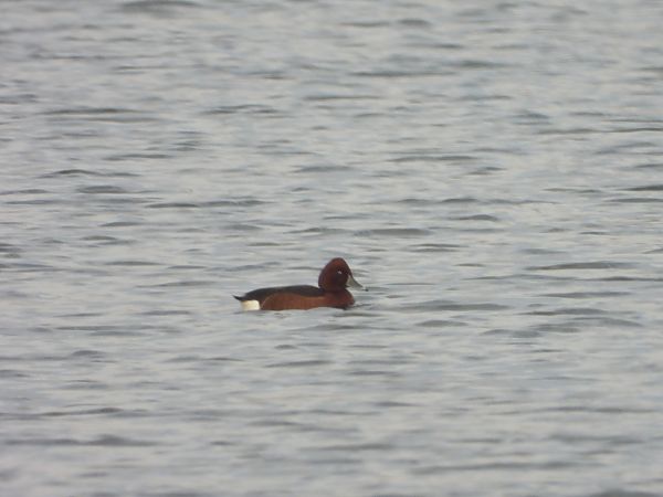 podgorzałka  - Arek Szypicyn