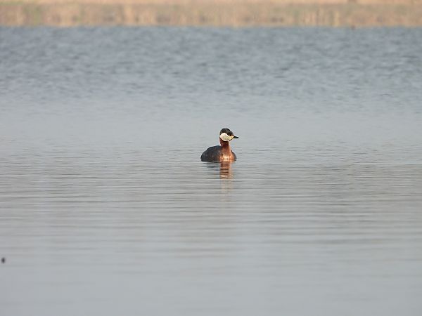 perkoz rdzawoszyi  - Arek Szypicyn