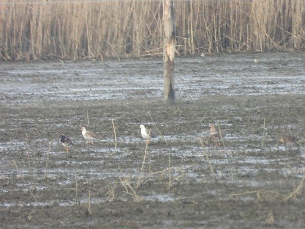 batalion  - Arek Szypicyn