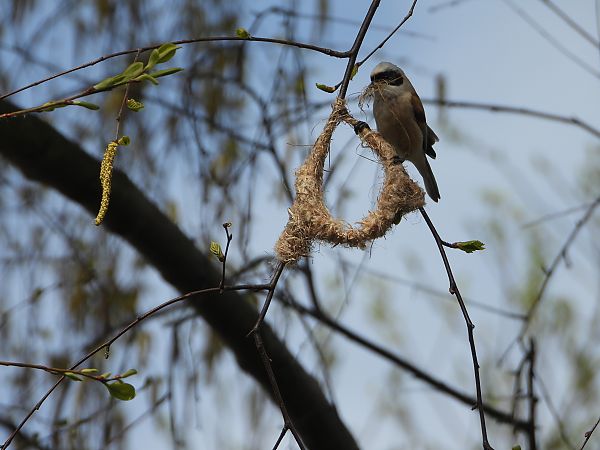 remiz  - Arek Szypicyn
