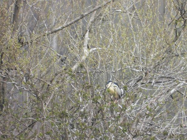 ślepowron  - Arek Szypicyn