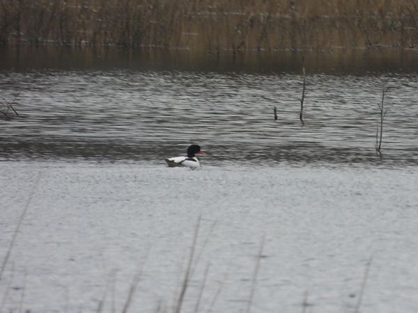 ohar  - Arek Szypicyn