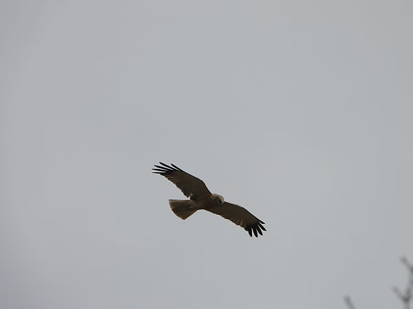 błotniak stawowy  - Arek Szypicyn