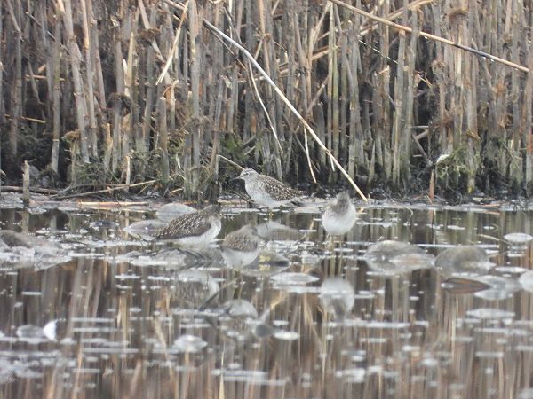 Bruchwasserläufer  - Arek Szypicyn