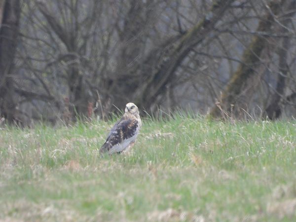 błotniak stawowy  - Arek Szypicyn