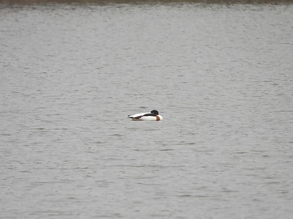 Brandgans  - Arek Szypicyn