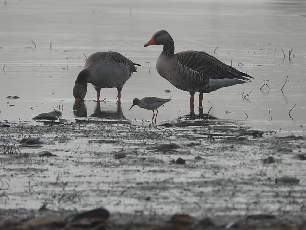 krwawodziób  - Arek Szypicyn