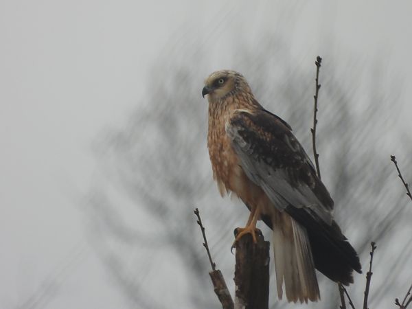 błotniak stawowy  - Arek Szypicyn