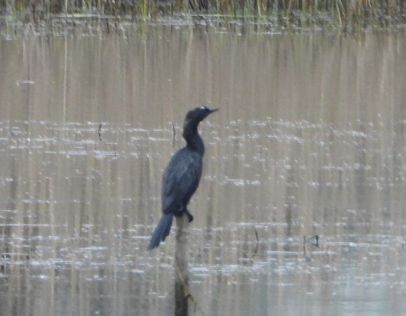 Zwergscharbe  - Arek Szypicyn