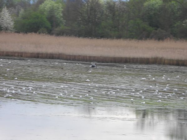 rybitwa popielata  - Arek Szypicyn