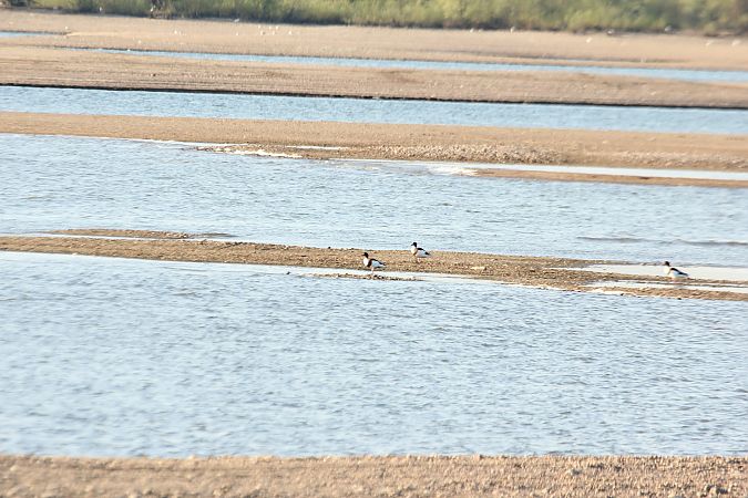 ohar  - Arek Szypicyn