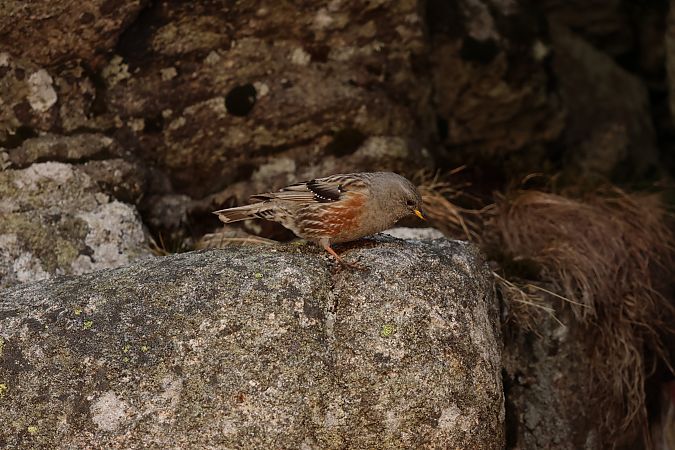 płochacz halny  - Wiktor Bortkiewicz
