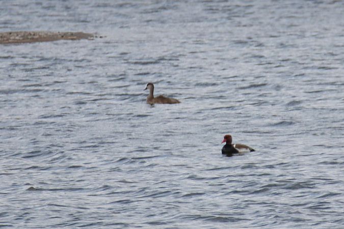 Kolbenente  - Marek Pach