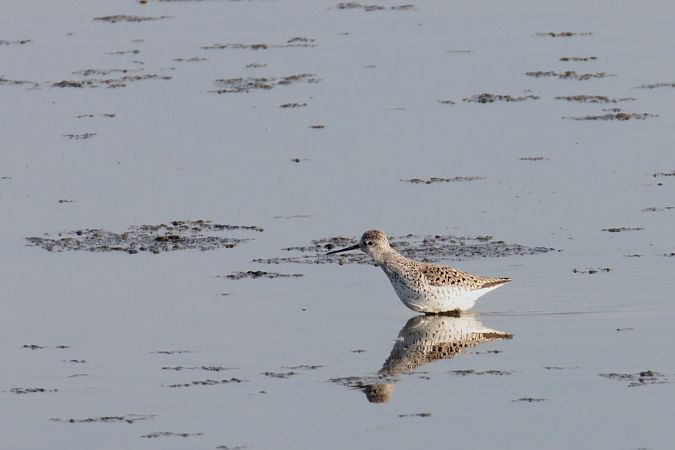 brodziec pławny  - Marek Pach