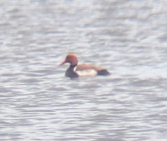 hełmiatka  - Marcel Rakowski