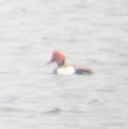 hełmiatka  - Marcel Rakowski