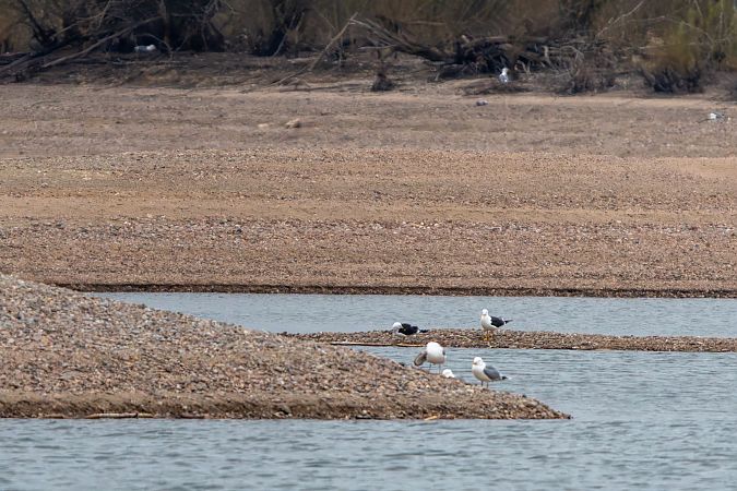 mewa żółtonoga (ssp. fuscus)  - Michał Kołodziej