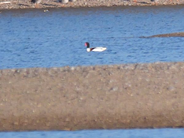 ohar  - Adam Wieczorkowski