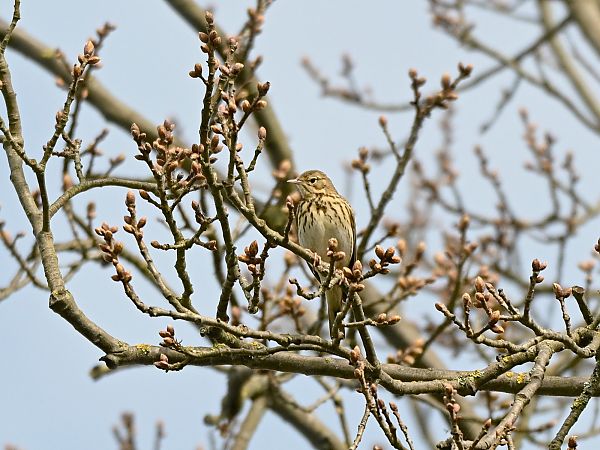 Tree Pipit  - Waldemar Michalak