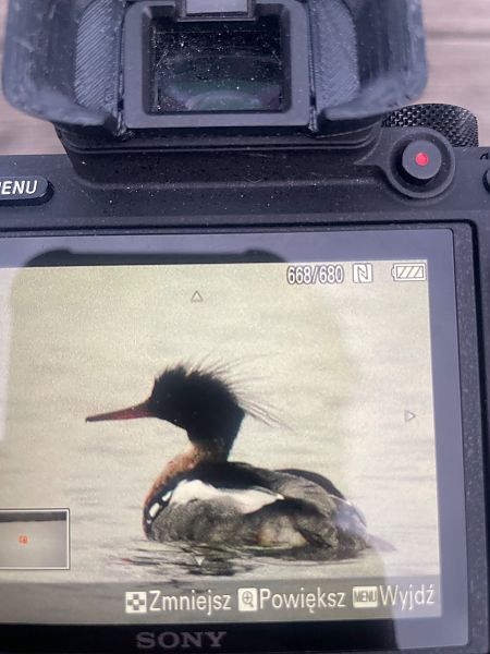 szlachar  - Tomasz Bykuć