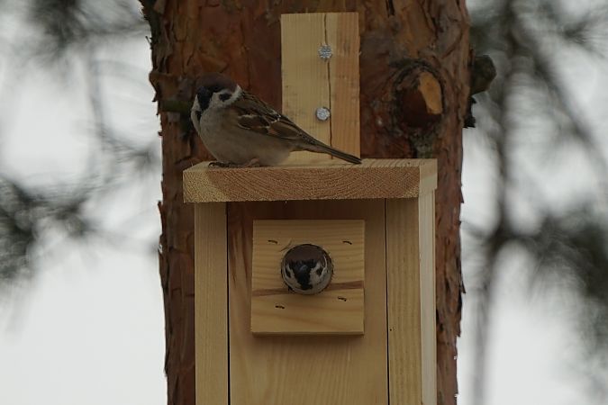 Feldsperling  - Piotr Bożyk