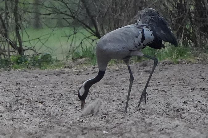 Kranich  - Piotr Bożyk