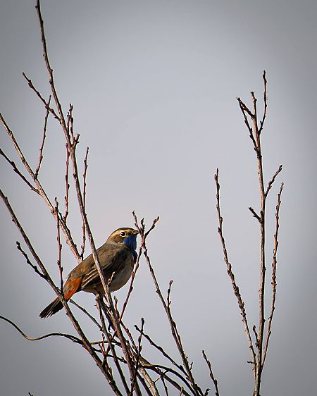 Blaukehlchen (ssp. svecica): Rotsterniges B. 