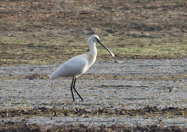 Spatule blanche  - Jacek Kołoczek