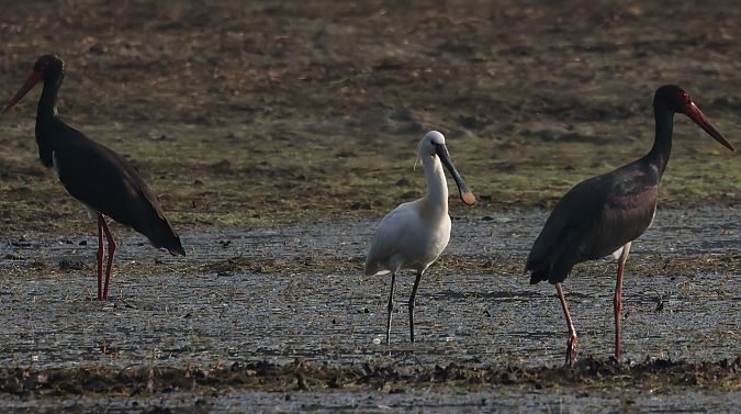 Löffler  - Jacek Kołoczek