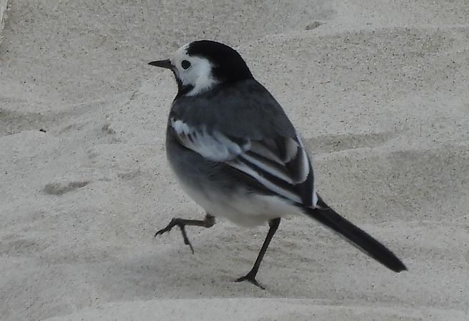 pliszka siwa (brytyjska, ssp. yarrellii)  - Artur Staszewski