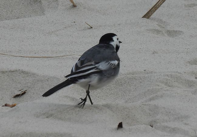 pliszka siwa (brytyjska, ssp. yarrellii)  - Artur Staszewski