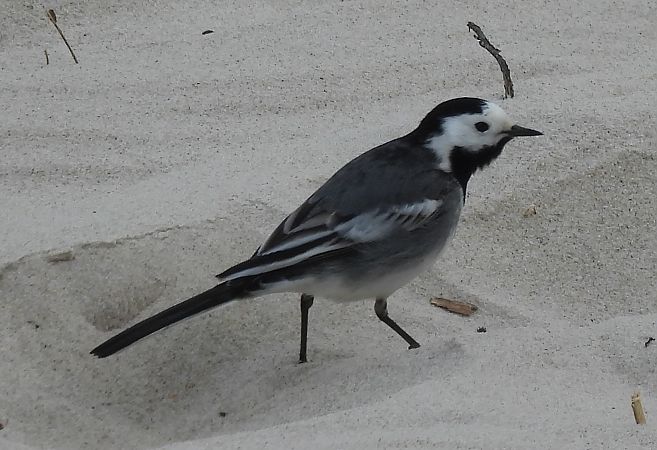 pliszka siwa (brytyjska, ssp. yarrellii)  - Artur Staszewski