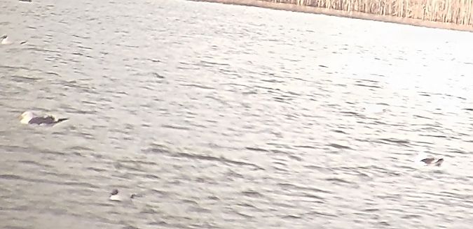 mewa żółtonoga (ssp. fuscus)  - Michał Janosz