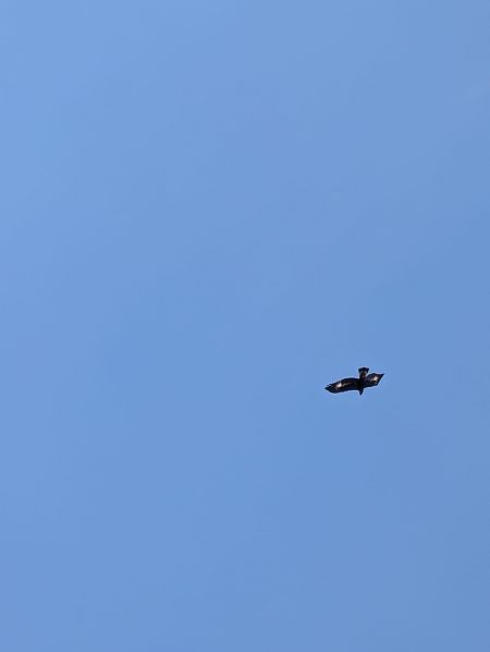 orzeł przedni  - Anonim