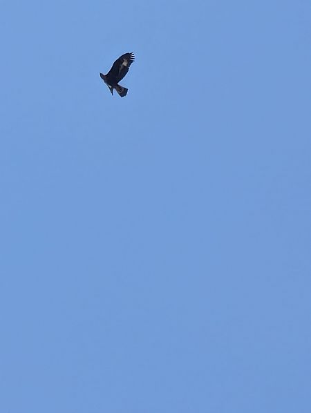 orzeł przedni  - Anonim