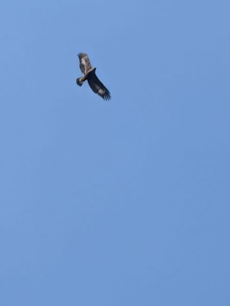 orzeł przedni  - Anonim