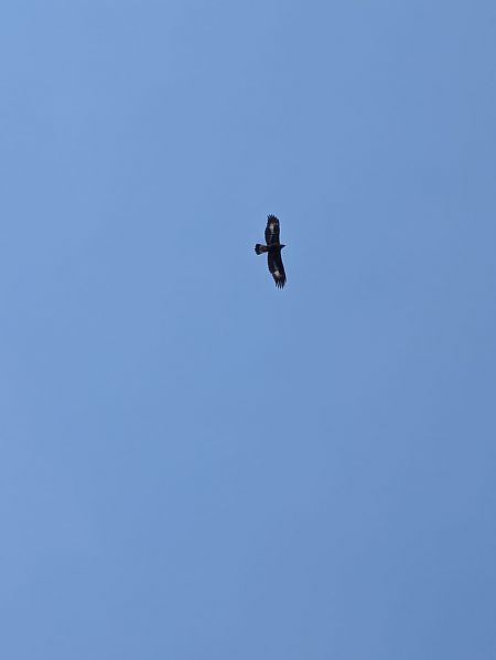 orzeł przedni  - Anonim