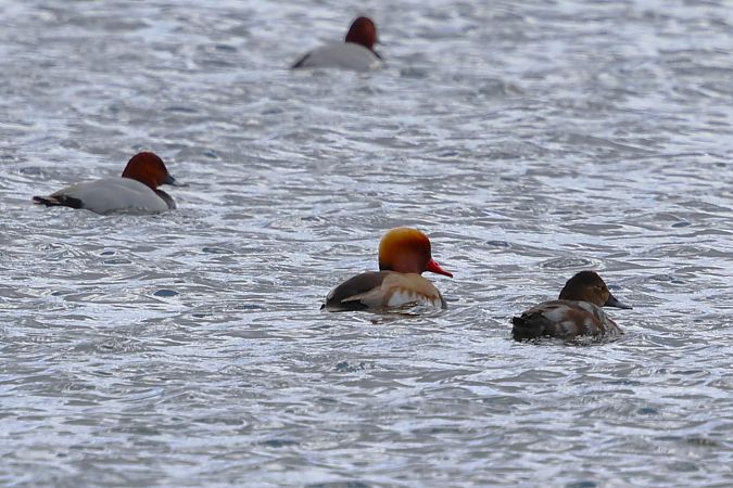hełmiatka  - Piotr Izworski