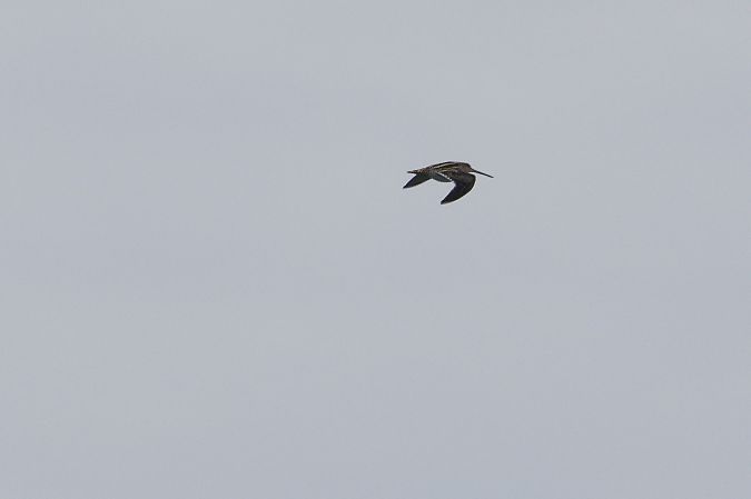 bekasik  - Michał Krasek