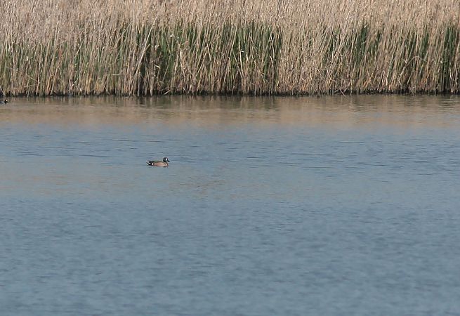 cyranka modroskrzydła  - Bogusław Czerwiński