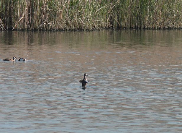 cyranka modroskrzydła  - Bogusław Czerwiński