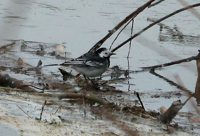 pliszka siwa (brytyjska, ssp. yarrellii)  - Michał Jarończyk