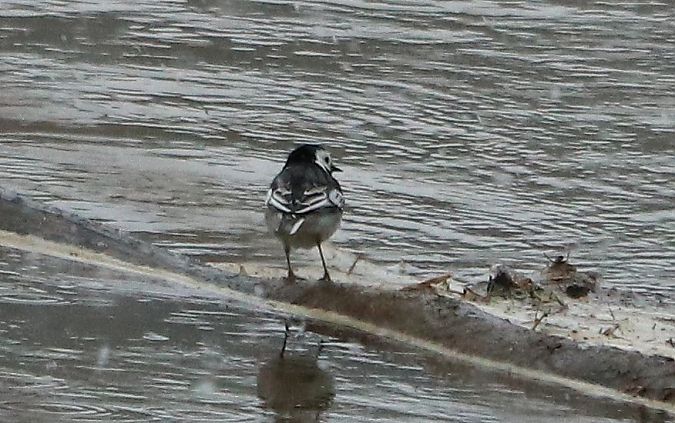 pliszka siwa (brytyjska, ssp. yarrellii)  - Michał Jarończyk