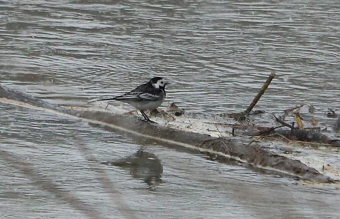 pliszka siwa (brytyjska, ssp. yarrellii)  - Michał Jarończyk