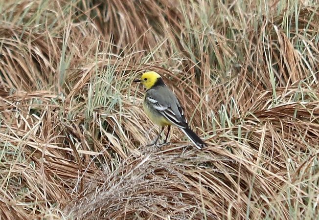 pliszka cytrynowa  - Michał Jarończyk