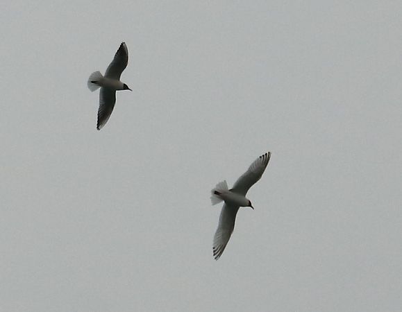 mewa czarnogłowa  - Michał Jarończyk