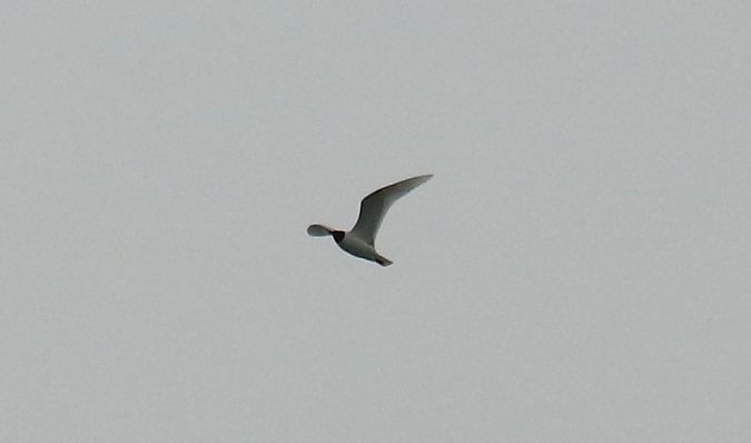 Mouette mélanocéphale  - Michał Jarończyk