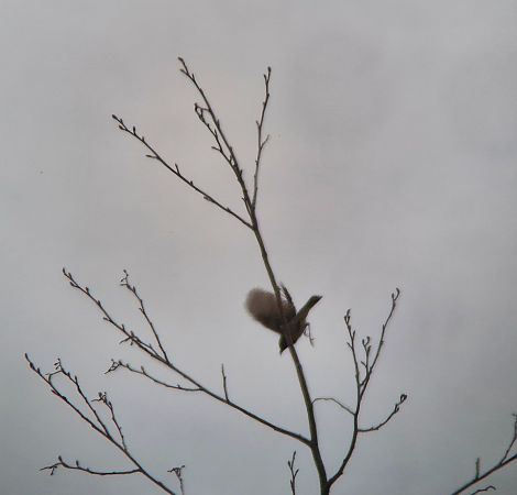 Blaukehlchen  - Tomasz Zarzycki