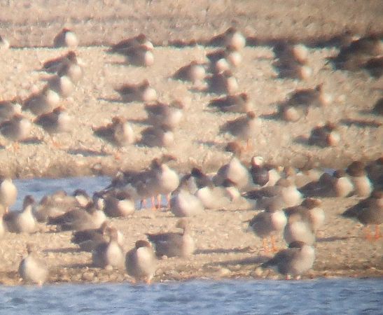 bernikla białolica  - Tomasz Zarzycki